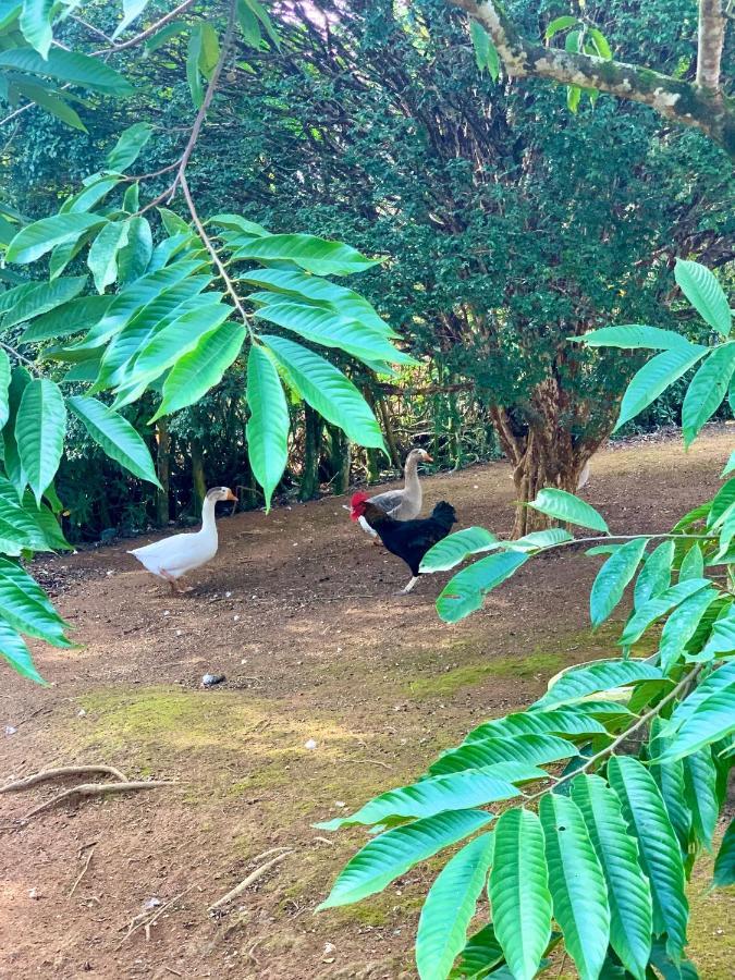 Casa De Campo Lazer Completo Paraiso De Reservas Naturais Em Sp Ibiúna Eksteriør bilde